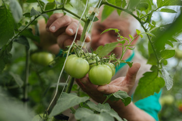 The farmer controls the growth of tomatoes in the greenhouse