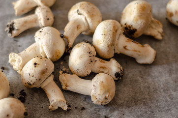 freshly harvested dirty mushrooms spread on paper, raw and healthy vegetables