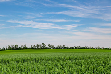 Fototapeta premium großes Feld mit grünem Weizen vor blauem Himmel