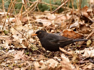 Male of the common blackbird (Turdus merula) eating worms in garden