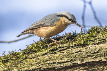Kleiber (Sitta europaea)
