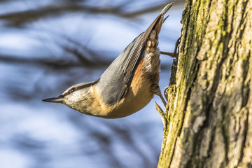 Kleiber (Sitta europaea)
