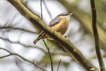 Kleiber (Sitta europaea)