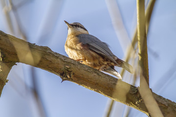 Kleiber (Sitta europaea)