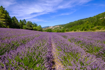 Fototapeta na wymiar Champ de lavande, village d'Aurel en arrière plan. Provence, France. 