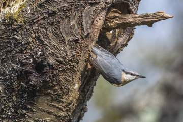 Kleiber (Sitta europaea)