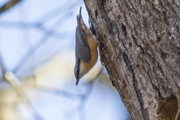 Kleiber (Sitta europaea)