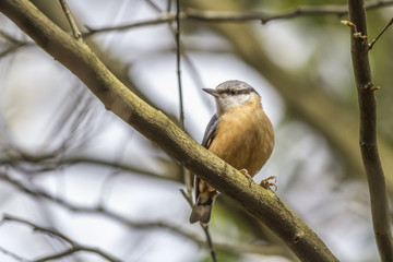 Kleiber (Sitta europaea)