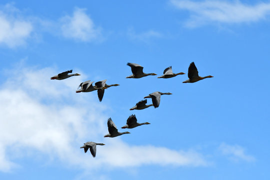China, Tibet, a Wedge of grey geese in the sky above lake Manasarovar
