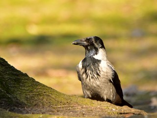 Hooded crow (Corvus corone) eating bone in park