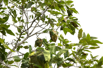 Tree isolated on white background Suitable for use.