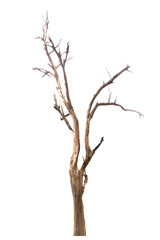 Dead tree isolated on white background Suitable for use.