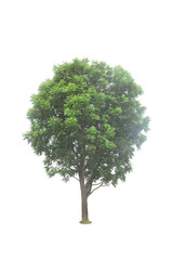 Tree isolated on white background Suitable for use.