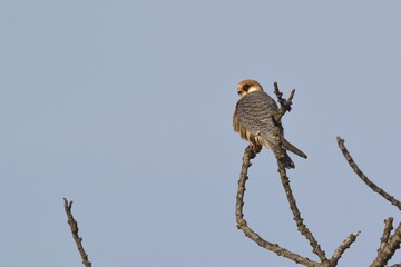 Red-footed Falcon (Falco vespertinus), Greece
