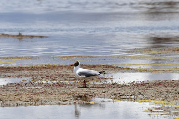 Brown-headed gull (Chroicocephalus brunnicephalus) on the shore of lake Manasarovar. Tibet