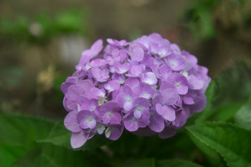 close-up Purple Hydrangea in the garden. A bouquet of Hydrangea. Hydrangea Flower. and  beautiful colorful flower.