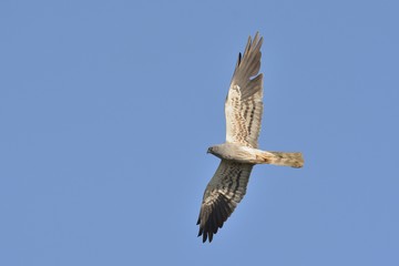 Montagu's Harrier (Circus pygargus). Greece