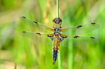 dragonfly close up