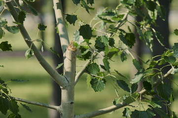 сук дерева © alabura