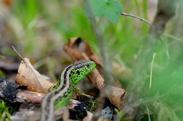 sand lizard lacerta agilis 
