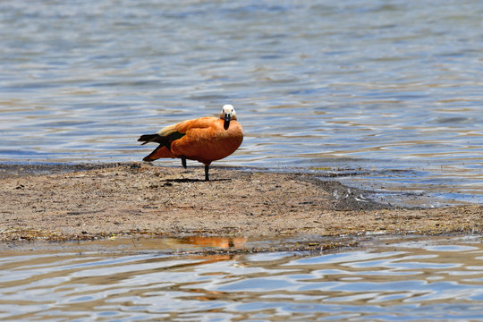 China, Tibet, duck ruddy Shelduck adorna ferruginea  on the bank of the Holy Buddhist lake Manasarovar