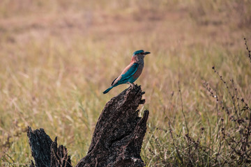 a small bird on a piece of wood