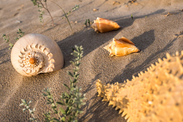 Fototapeta na wymiar Sea shells on the sand of a beach