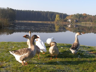 Summer landscape with geese on the lake