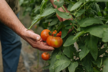The farmer controls the growth of tomatoes in the greenhouse