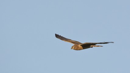 Montagu's harrier (Circus pygargus), Crete