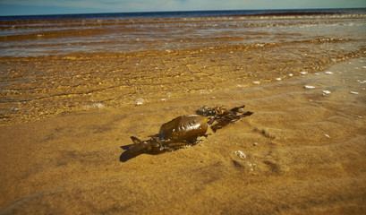 Lying on the coast seaweed kelp