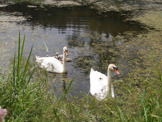  Swan family on the lake