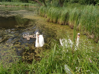  Swan family on the lake