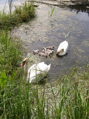  Swan family on the lake