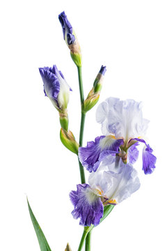 iris isolated on white