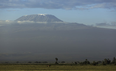 Kilimanjaro Lion