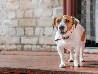 Portrait of front of cute small dog jack russel terrier standing outside on wooden porch of old brick house next to open door at summer sunny day. Pet protecting property