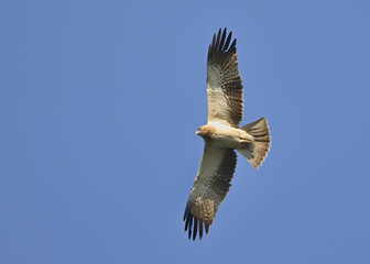 Booted eagle (Aquila pennata), Greece