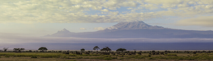 Obraz premium Elephant Panorama