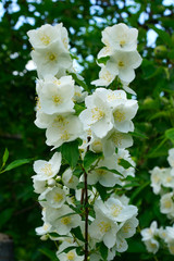 close up of jasmine flowers in a garden