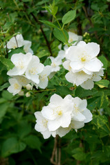 close up of jasmine flowers in a garden