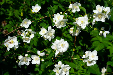 close up of jasmine flowers in a garden