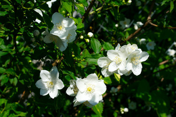close up of jasmine flowers in a garden