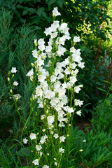 White bell flowers (Campanula persicifolia) as background. Colorful campanula bell flowers in flowerbed. Bell flowers or Campanula growing in garden on blurred green background. Gentle bell flower