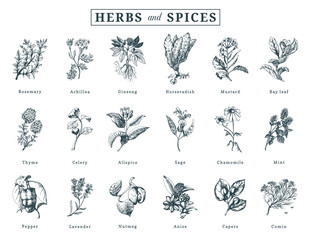 Drawn herbs and spices vector set. Botanical illustrations of organic, eco plants. Used for farm sticker,shop label etc. - obrazy, fototapety, plakaty