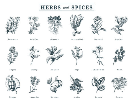 Drawn herbs and spices vector set. Botanical illustrations of organic, eco plants. Used for farm sticker,shop label etc.
