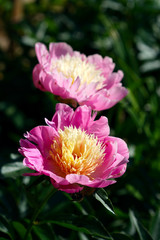 Pink Peony Bowl of Beauty, Paeonia lactiflora