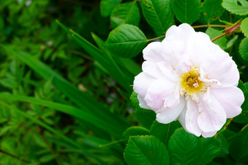 Obraz na płótnie Canvas White rose flower bush in summer season home flower garden