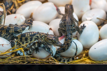 Naklejka premium Nowonarodzone dziecko krokodyla do inkubacji jaj wylęgowych lub nazwa naukowa Crocodylus Porosus leżąca na słomie