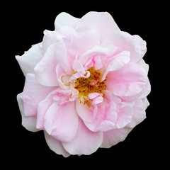 Fototapeta na wymiar White rose flower bush in summer season home flower garden. Isolated on a black backgroun